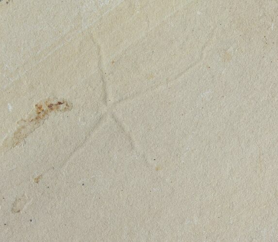 Cretaceous Brittle Star (Geocoma) Fossil - Lebanon #106196